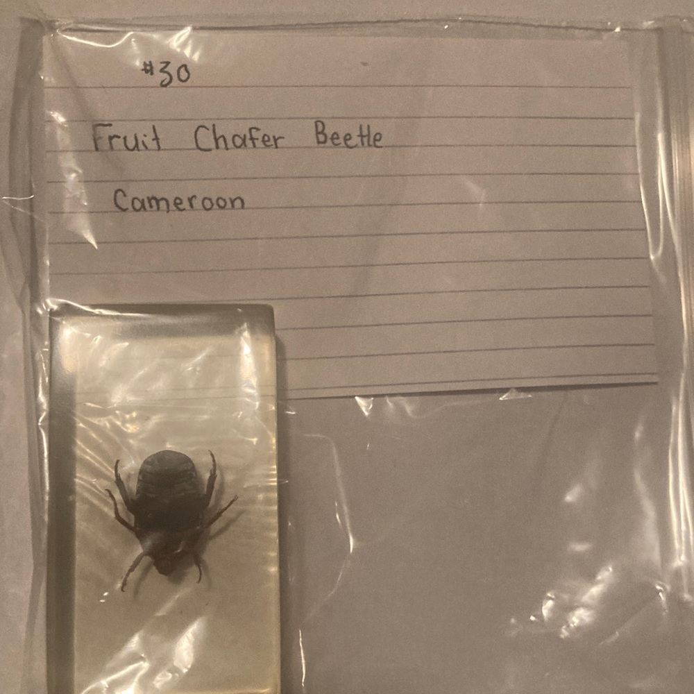 Fruit Chafer Beetle - Cameroon